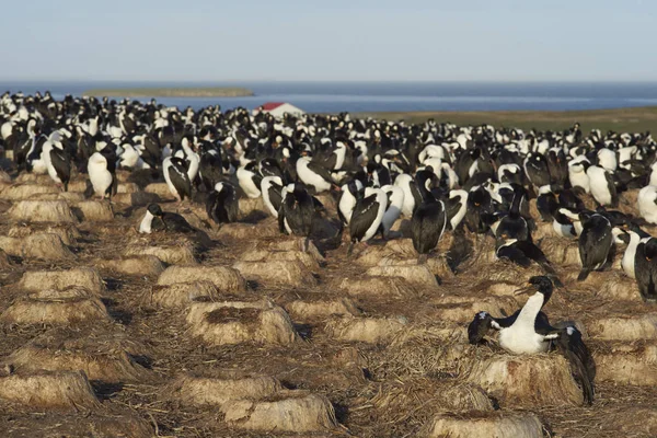 Kolonie van keizerlijke Shag op somberder eiland — Stockfoto