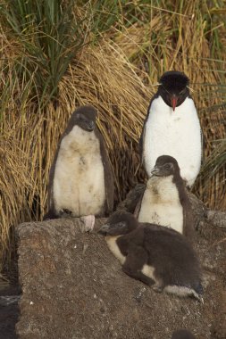 Rockhopper penguenler Bleaker Adası