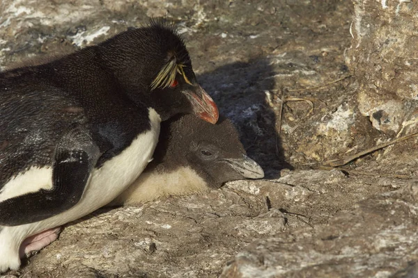 Pinguini Che Pavoneggiano Sulla Spiaggia Dopo Essere Sbarcati Sull Isola — Foto Stock