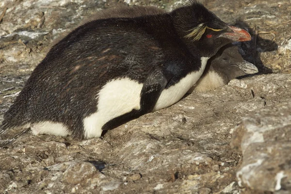 Pingouins Preening Sur Plage Après Être Venu Terre Sur Île — Photo