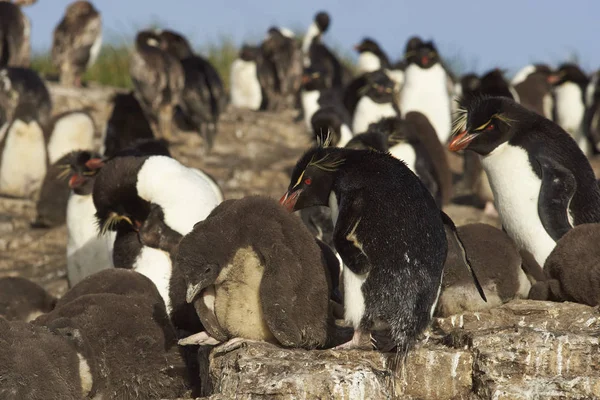 Colonia de Pingüinos Rockhopper —  Fotos de Stock