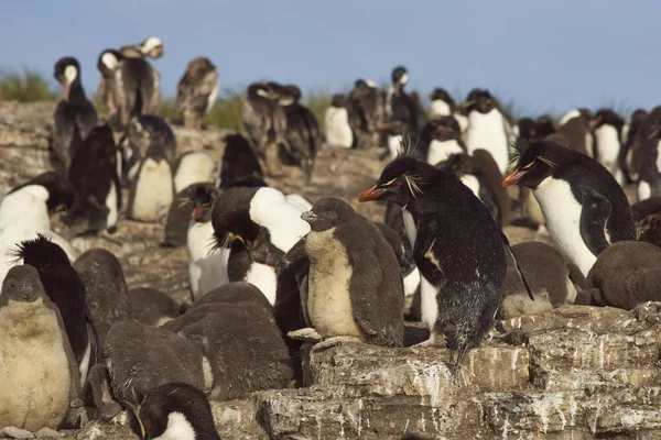 Kolonie van Rockhopper pinguïns — Stockfoto