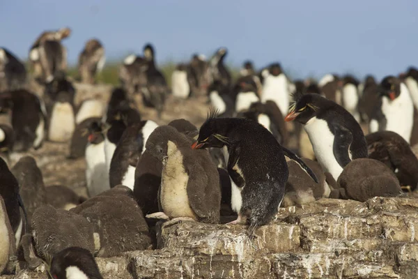 Kolonie van Rockhopper pinguïns — Stockfoto