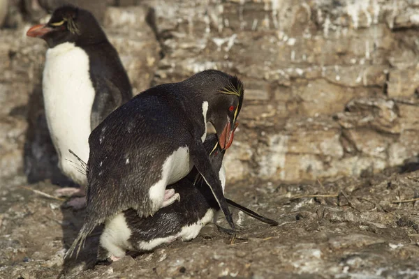 Pingwiny Żerują Plaży Przybyciu Lwią Wyspę Morską Falklandach — Zdjęcie stockowe