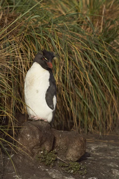 Південний Rockhopper пінгвін — стокове фото