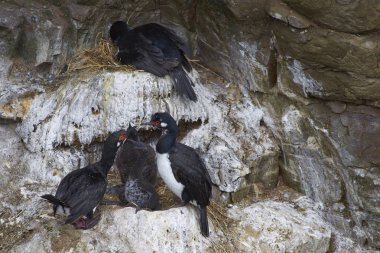 Bleaker adada Rock Shag iç içe geçme