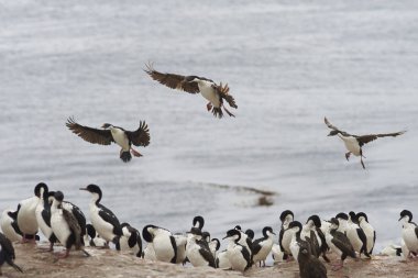 İmparatorluk Shag inmeye geliyor