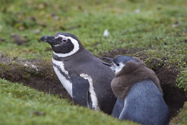 Pinguino Magellano e pulcino — Foto Stock