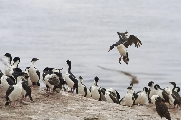 Imperial Shag komt in op het land — Stockfoto