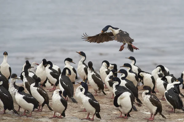 Imperial Shag kommer inn til land – stockfoto