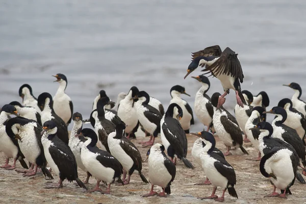 Imperial Shag in arrivo a terra — Foto Stock