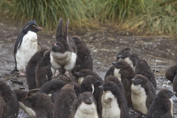 Pingwiny Żerują Plaży Przybyciu Lwią Wyspę Morską Falklandach — Zdjęcie stockowe