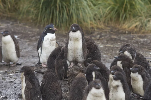 Pingwiny Żerują Plaży Przybyciu Lwią Wyspę Morską Falklandach — Zdjęcie stockowe