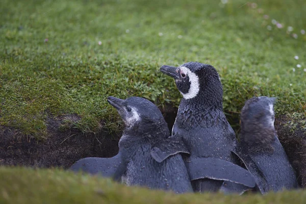 Pingwiny Żerują Plaży Przybyciu Lwią Wyspę Morską Falklandach — Zdjęcie stockowe