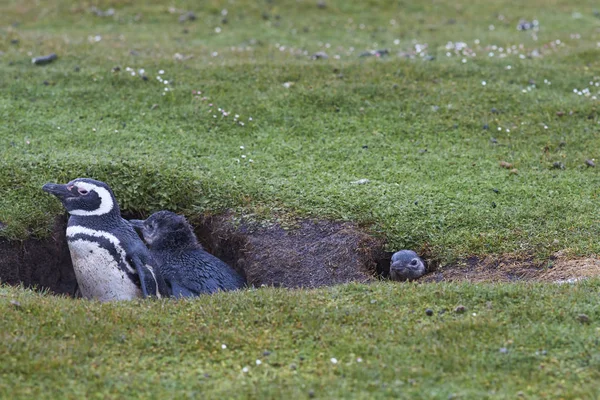 Magellanic Penguins Burrow Bleaker Island Falkland Islands — Foto Stock