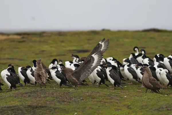 Falkland Skua wings extended — Stock Photo, Image