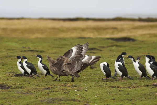 Φτερά Skua Φώκλαντ επεκτάθηκε — Φωτογραφία Αρχείου