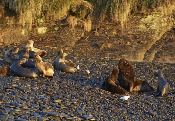 Leões do Mar do Sul nas Ilhas Malvinas — Fotografia de Stock