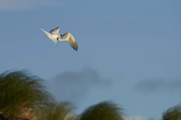 Tern sul-americano — Fotografia de Stock