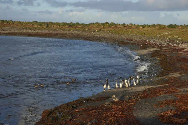 野生动物的福克兰群岛 — 图库照片
