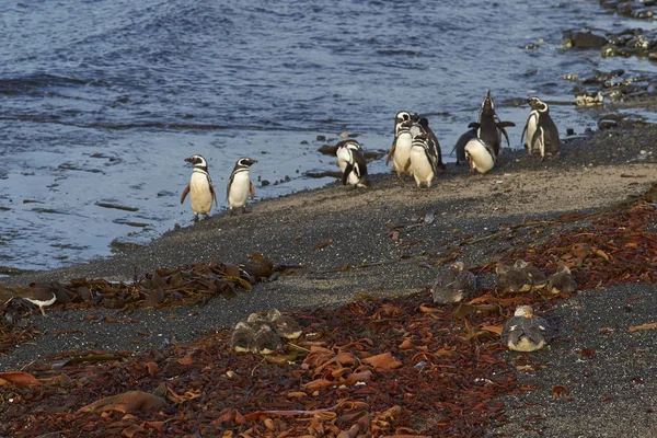 Dieren in het wild van de Falklandeilanden — Stockfoto