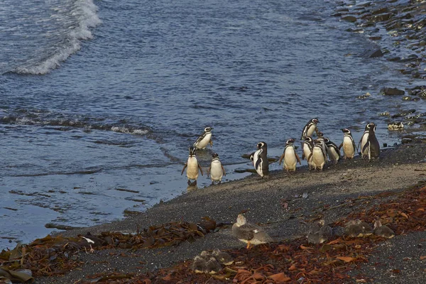 Dieren in het wild van de Falklandeilanden — Stockfoto