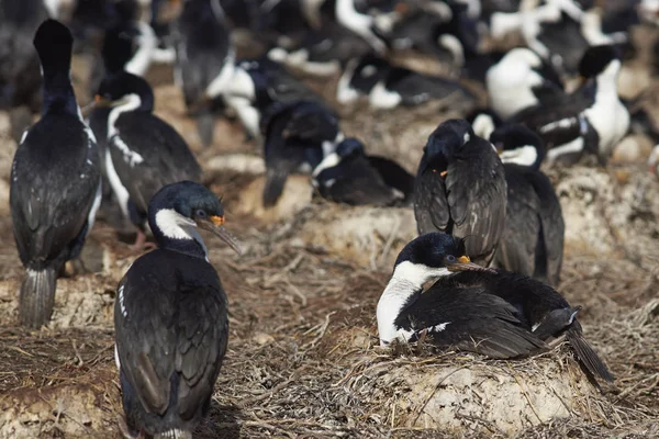 Imperial Shags Phalacrocorax Atriceps Albivender Στη Νήσο Sea Lion Στις — Φωτογραφία Αρχείου