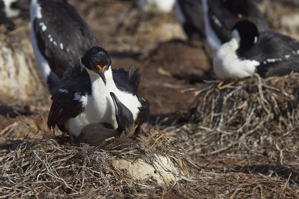 Πιγκουίνοι Gentoo Pygoscelis Papua Φωλιάζουν Στο Νησί Των Θαλάσσιων Λιονταριών — Φωτογραφία Αρχείου