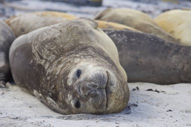Falkland Adaları 'ndaki Sea Lion Adası kıyılarında dişi Güney Denizi Aslanları (Otaria flavescens)