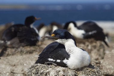 Falkland Adaları Bleaker adada büyük koloni imparatorluk Tepeli karabatak (Phalacrocorax atriceps albiventer)