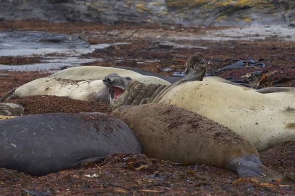 Samice Lwów Południowych Otaria Flavescens Wybrzeżu Wyspy Lwa Morskiego Falklandach — Zdjęcie stockowe