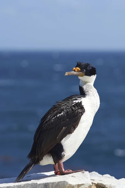 Imperial Shag Phalacrocorax Atriceps Albiventer Wyspie Bleaker Falklandach — Zdjęcie stockowe