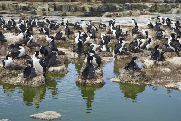 Imperial Shag Phalacrocorax Atriceps Albiventer Grande Colônia Ilha Bleaker Nas — Fotografia de Stock