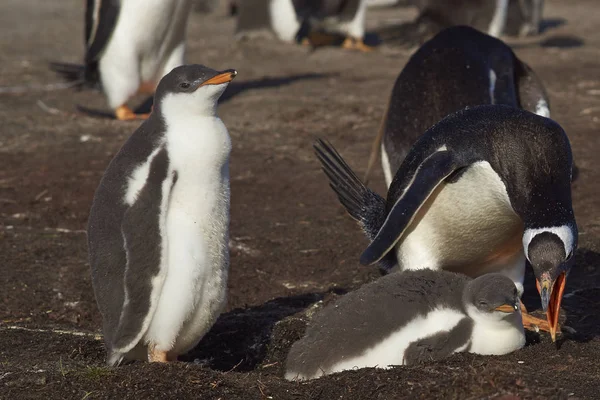 Pinguim e pintainho gentoo — Fotografia de Stock