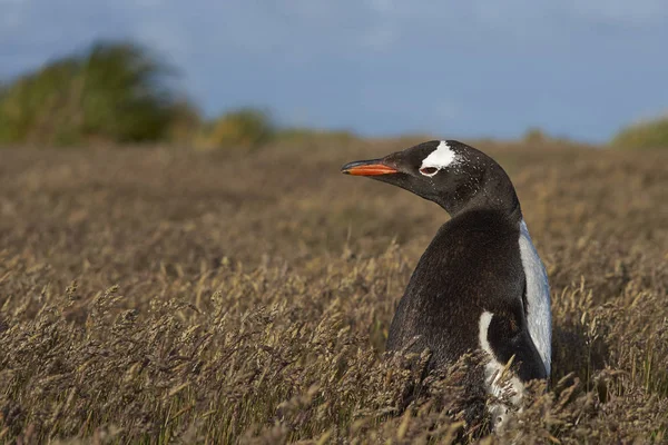 Gentoo Penguin en un prado de hierba — Foto de Stock