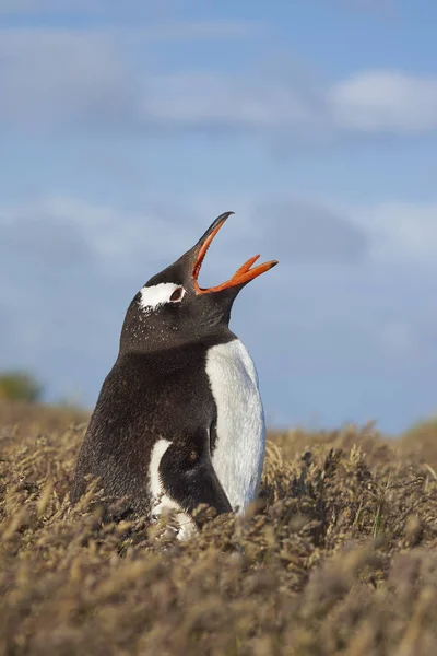 Gentoo pengueni çim çayırda — Stok fotoğraf