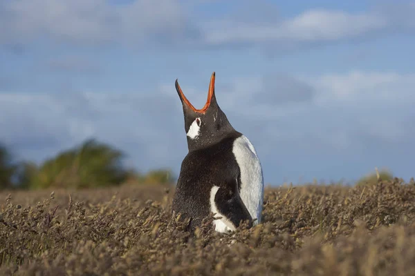 Gentoo Pinguim em um prado de grama — Fotografia de Stock