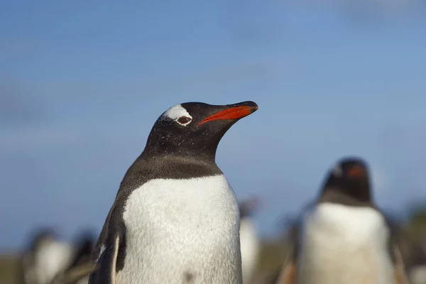 Gentoo Penguin Sea Lion Island Falkland Islands — Φωτογραφία Αρχείου
