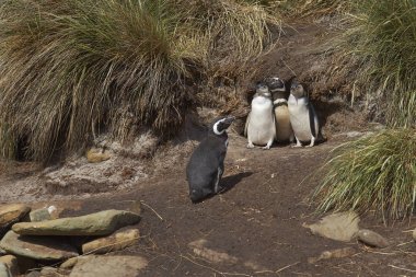 Aile Macellan penguenleri Sealion Adası
