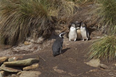 Family of Magellanic penguins on Sealion Island clipart