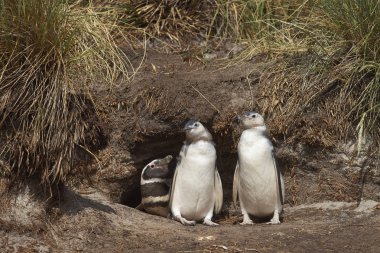 Aile Macellan penguenleri Sealion Adası