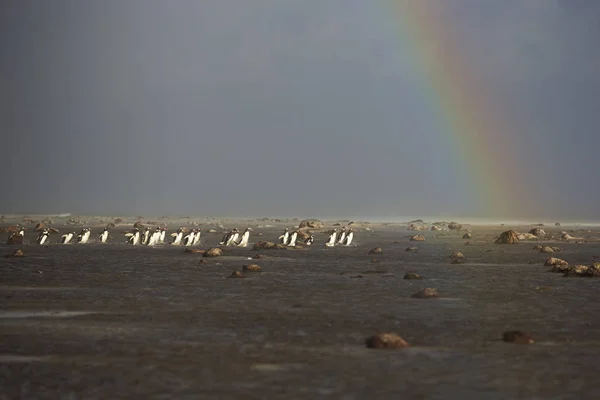 Gentoo пінгвінів в шторм — стокове фото