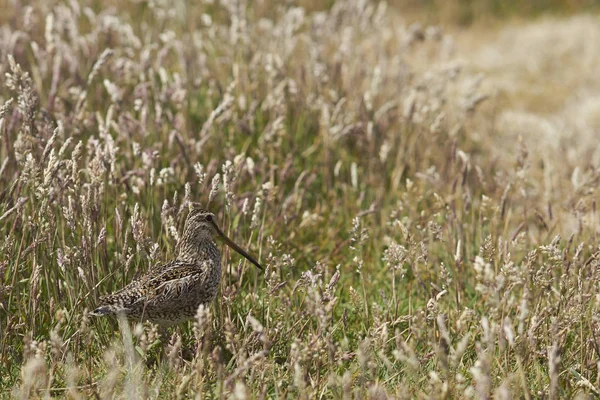 Magellanic Snipe na grama — Fotografia de Stock