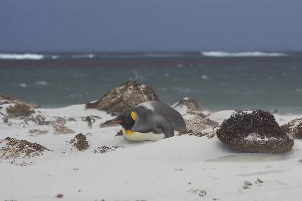 King Penguin Beach Sea Lion Island Falkland Islands —  Fotos de Stock