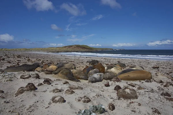 Elefante del sur focas en una playa de arena — Foto de Stock