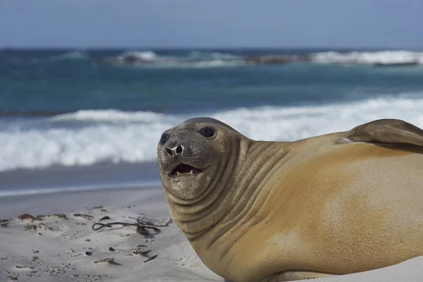 Elephant Seal on a beach — Stock Photo, Image