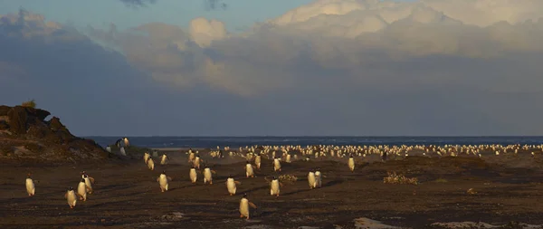 Pingviner återvänder till kolonin i skymningen — Stockfoto