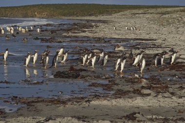 Gentoo penguenleri deniz çıkılıyor