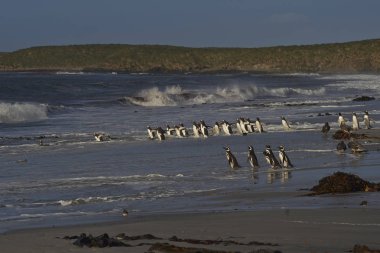 Gentoo penguenleri denize gidiyor