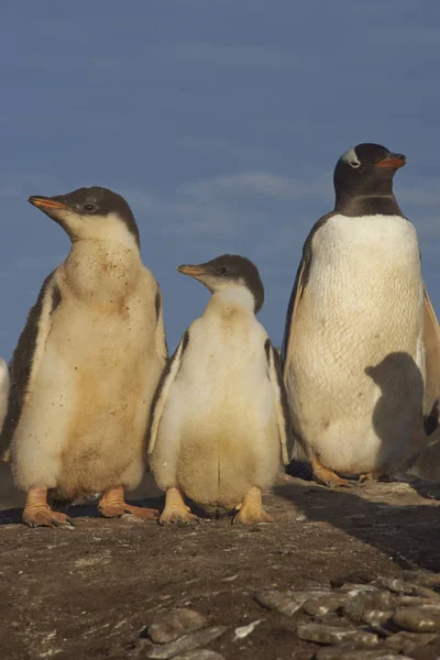 Gentoo пінгвін курчат — стокове фото